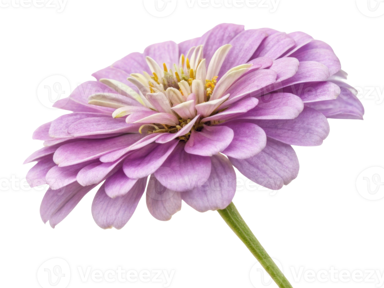 beautiful zinnia flower in soft purple hues showcases delicate petals and vibrant center, perfect for adding charm to any garden png