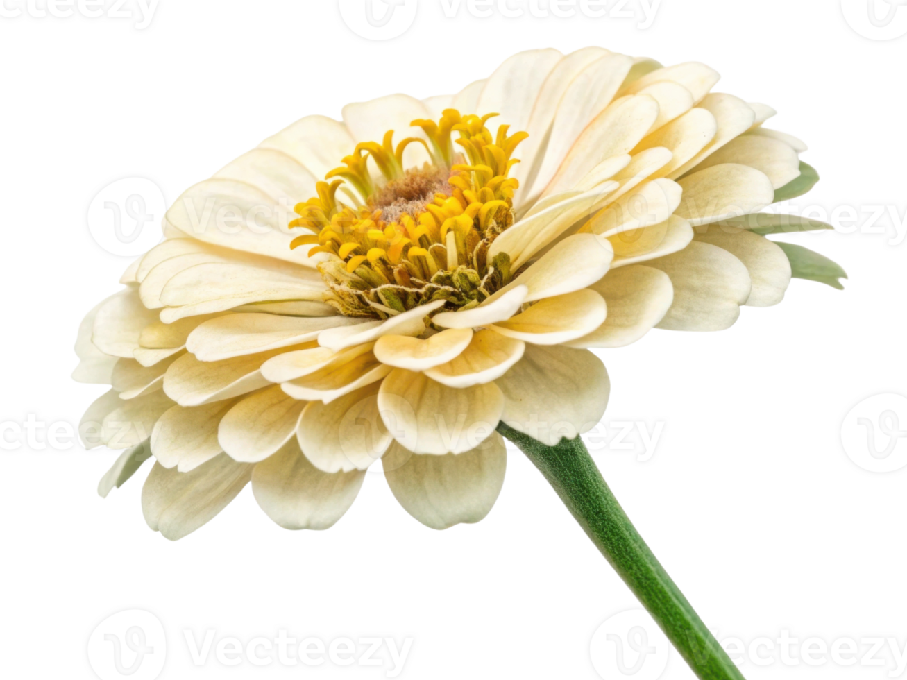beautiful zinnia flower with delicate cream petals and vibrant yellow center showcases nature elegance and charm png