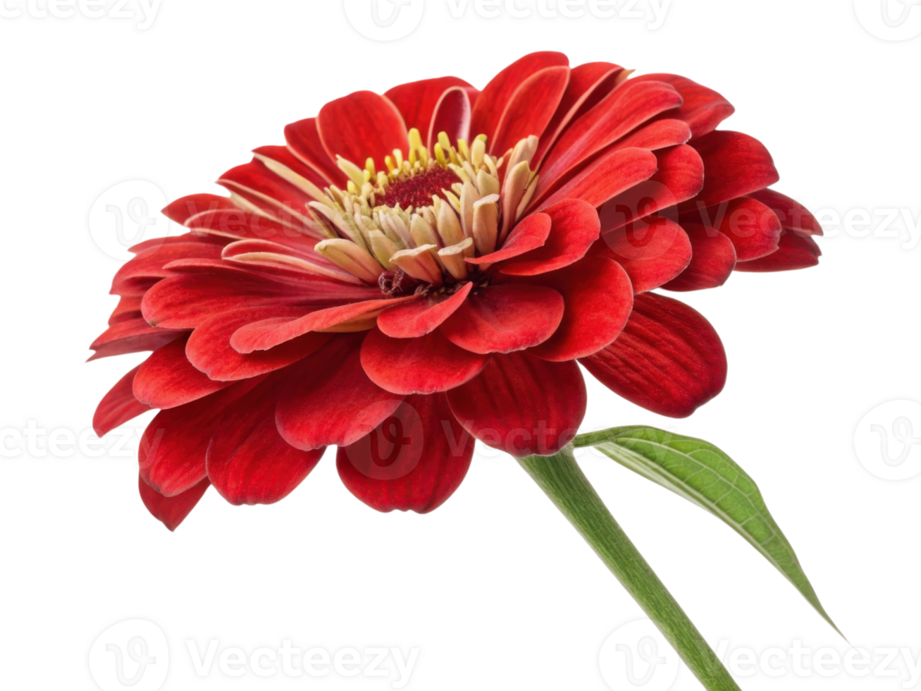 vibrant zinnia flower showcases its stunning red petals and intricate center, radiating beauty and joy in any garden setting png