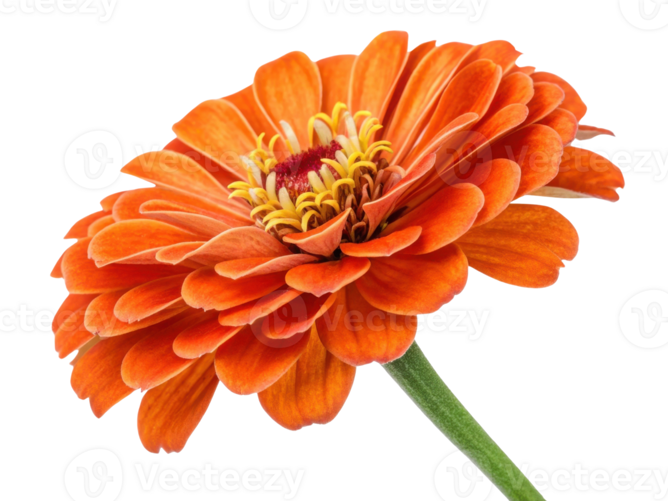 vibrant zinnia flower showcases its stunning orange petals and intricate center, radiating beauty and joy in any garden png