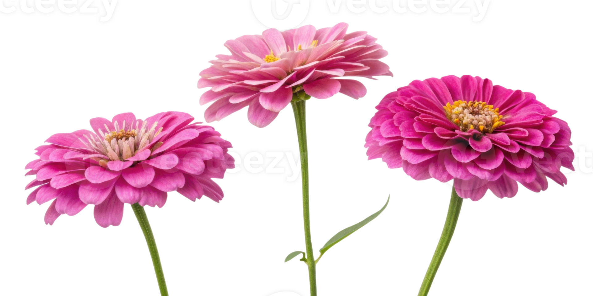 Beautiful zinnia flowers in vibrant pink hues create stunning display of nature artistry png