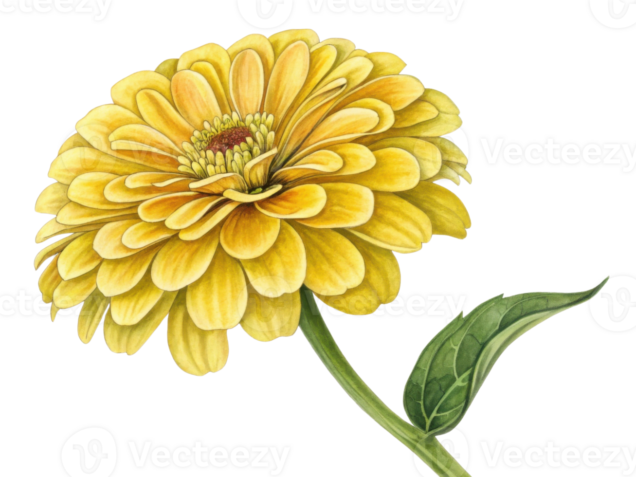 vibrant zinnia flower in bright yellow showcases its intricate petals and lush green leaves, radiating beauty and joy png