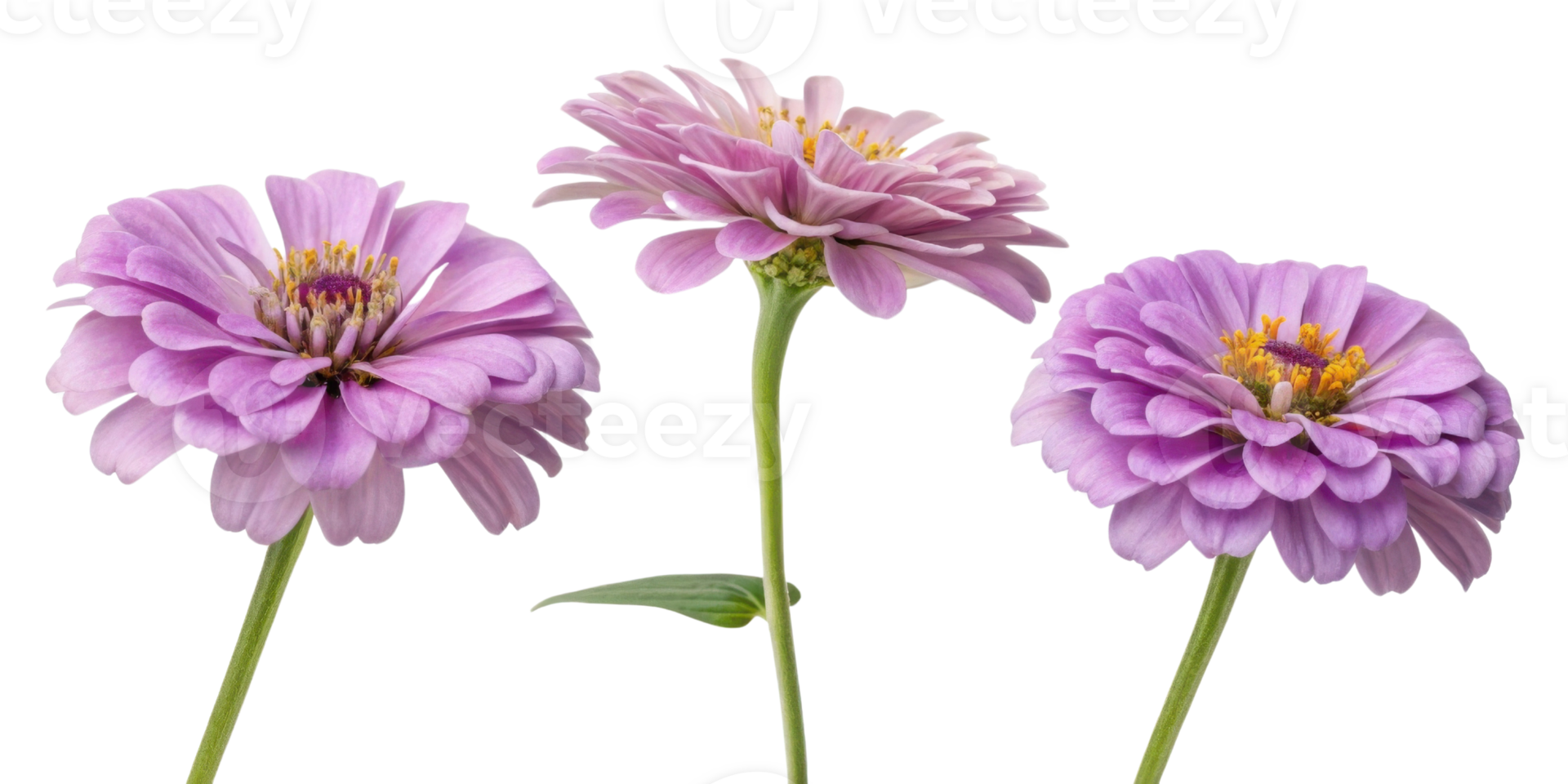 Beautiful zinnia flowers bloom in shades of purple showcasing their delicate petals and vibrant centers png