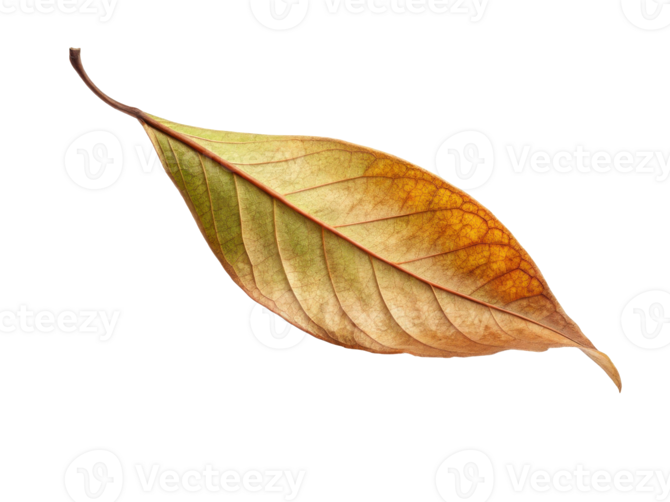 close up of dry, colorful leaf showcasing shades of brown, yellow, and green, symbolizing beauty of nature and change png