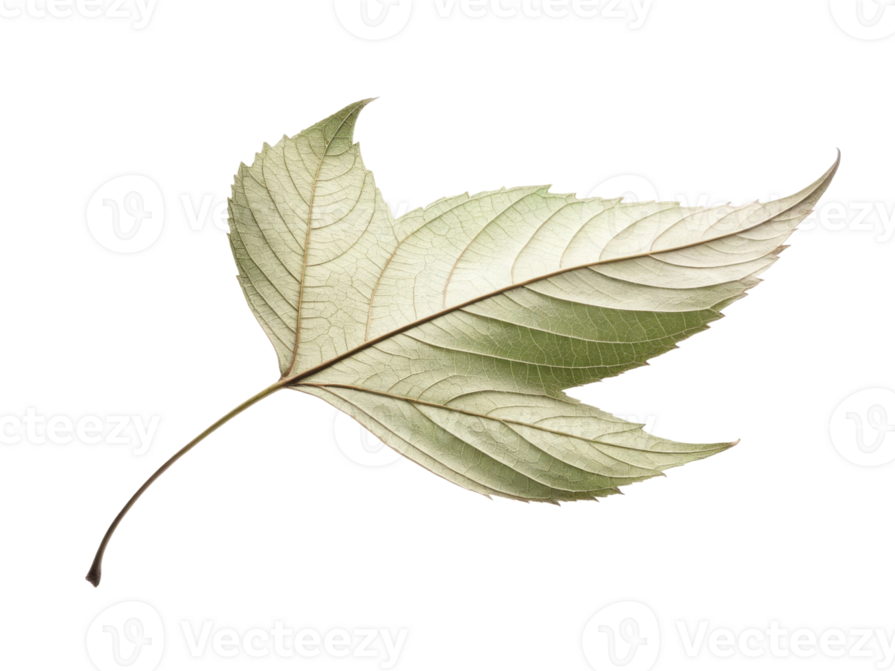 delicate, pale green leaf with intricate veins and smooth texture, showcasing nature beauty and elegance png