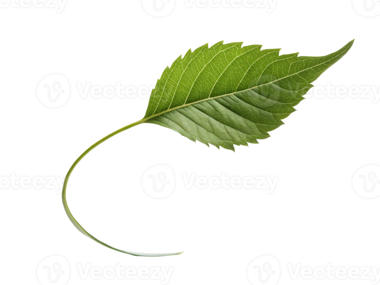 vibrant green leaf with smooth texture and pointed edges, symbolizing nature and freshness png