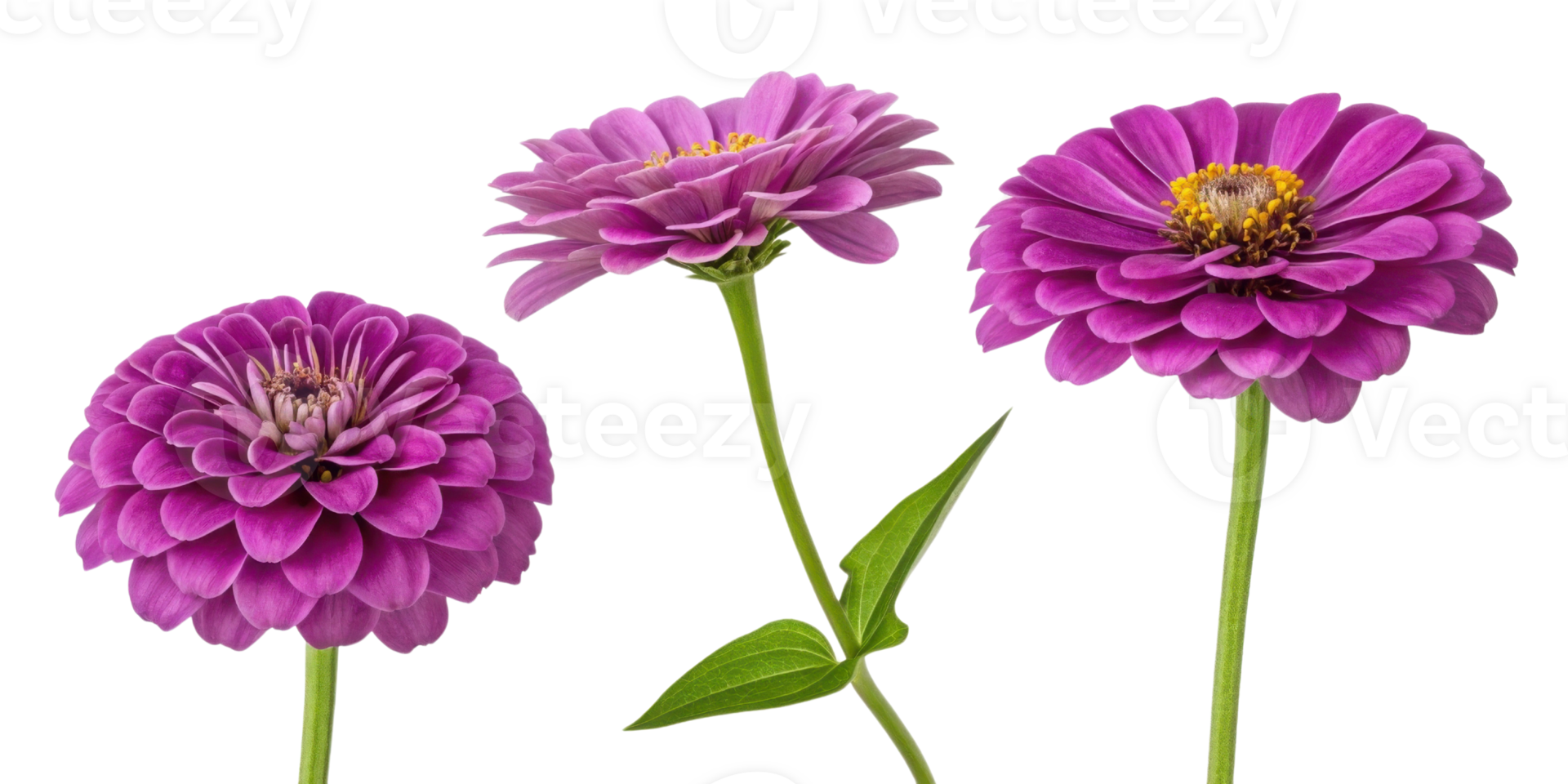 Beautiful zinnia flowers in vibrant purple hues showcase their delicate petals and lush green leaves, creating stunning floral display png