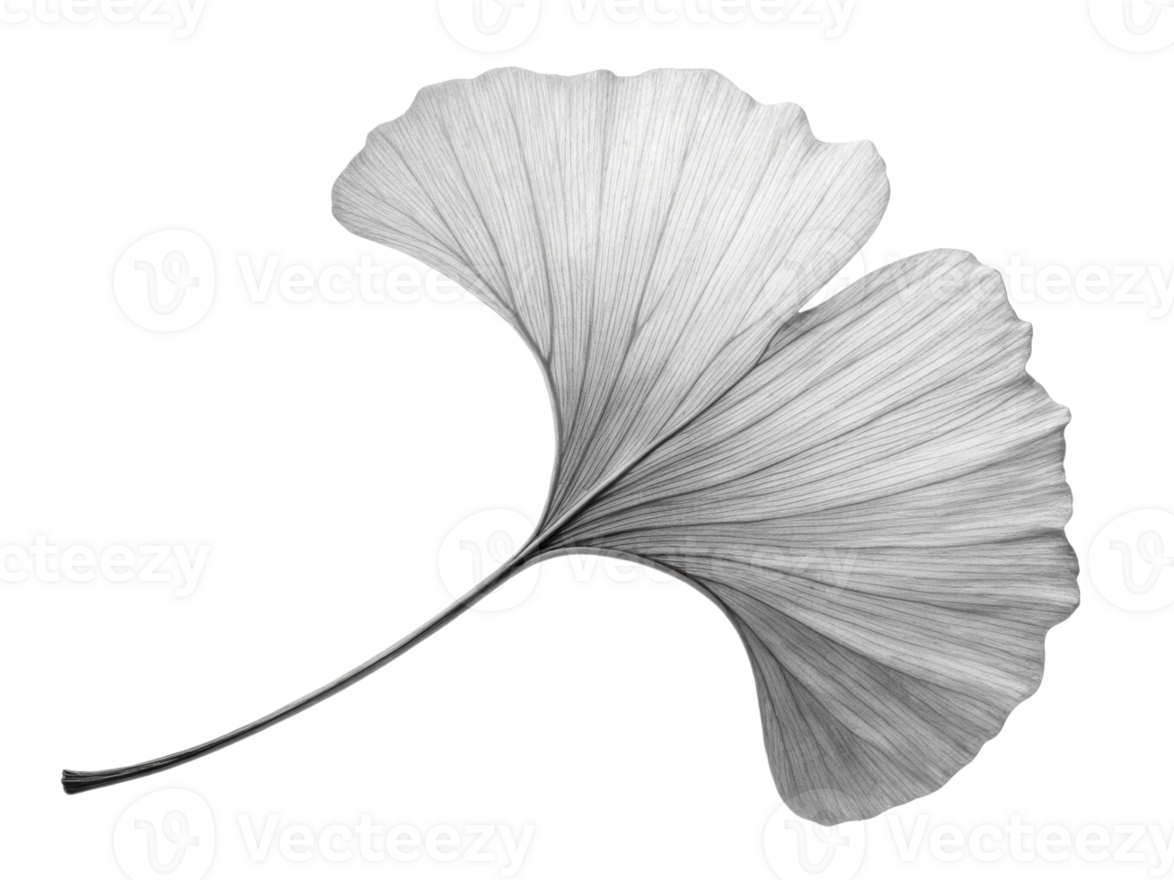 delicate ginkgo leaf with intricate veins and graceful shape, showcasing its natural beauty and elegance png