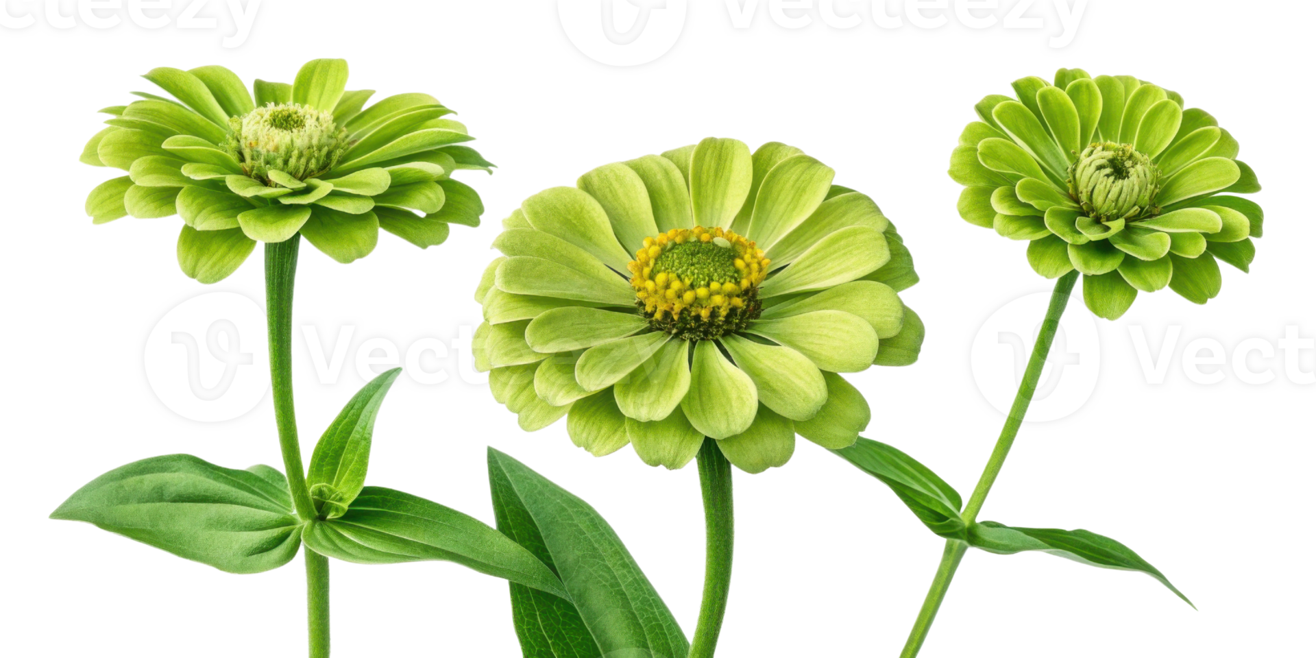 Beautiful zinnia flowers bloom in vibrant green hues showcasing their unique petals and lush leaves png