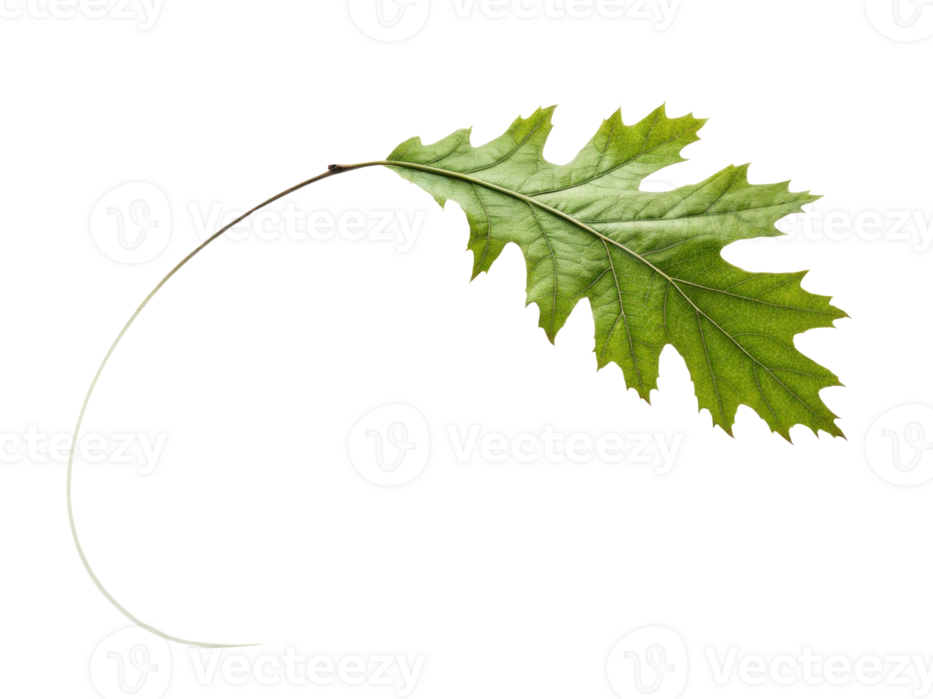 vibrant green oak leaf with distinct shape and texture, showcasing its natural beauty and intricate details png