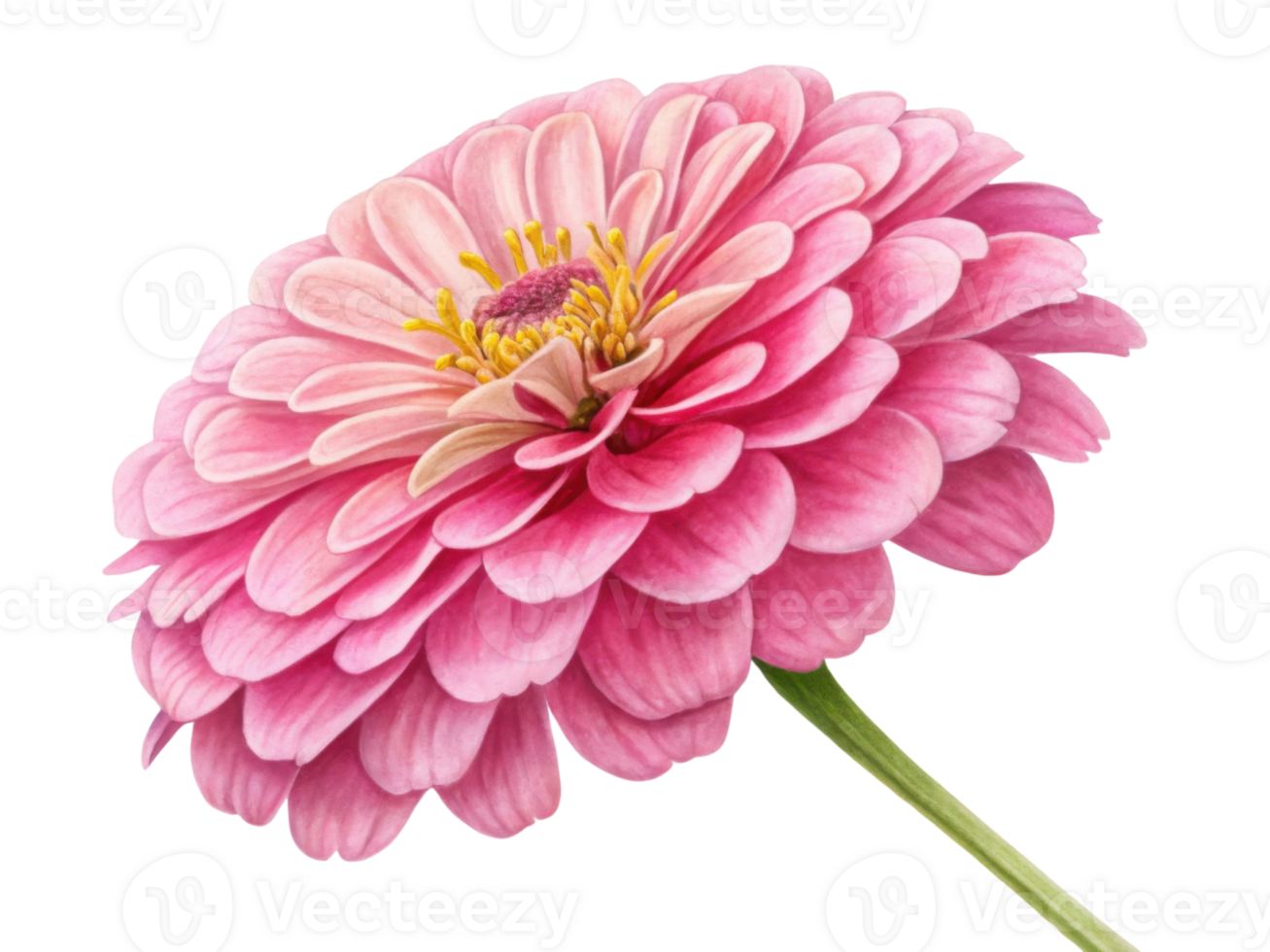 beautiful zinnia flower showcases vibrant pink petals and delicate yellow stamens, radiating joy and elegance in nature design png