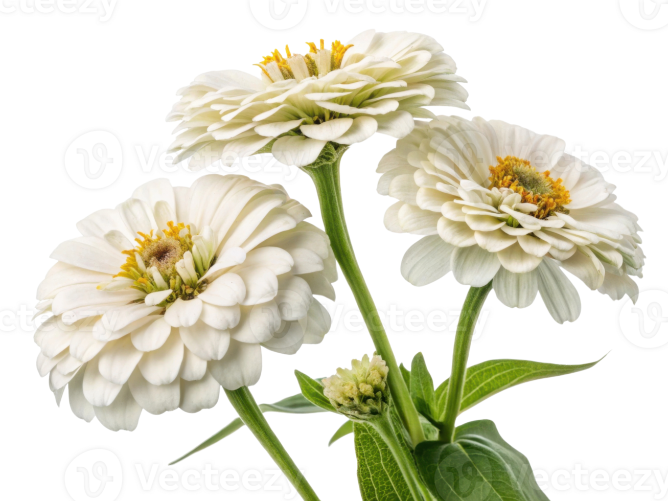 Beautiful zinnia flowers bloom gracefully, showcasing their delicate petals and vibrant centers, perfect for brightening any garden png