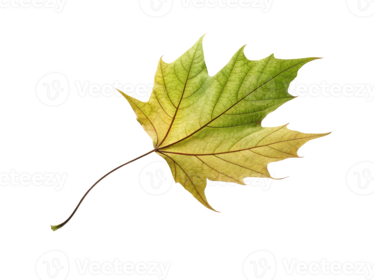 vibrant green and yellow maple leaf showcasing intricate veins and textures, symbolizing nature beauty and change png