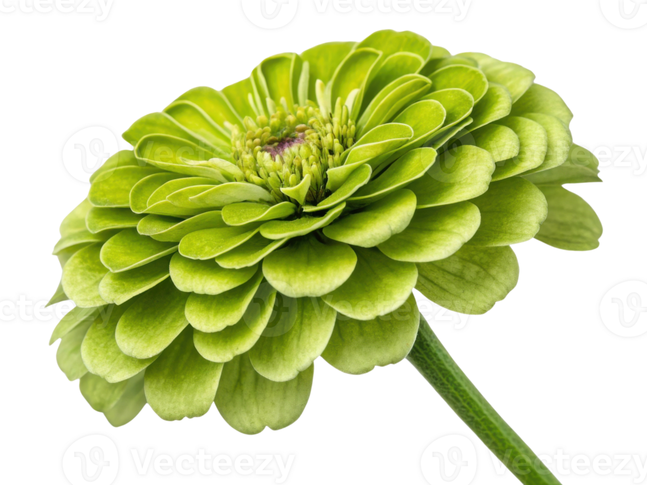 vibrant zinnia flower showcases its lush green petals and intricate layers, radiating beauty and freshness in any garden setting png