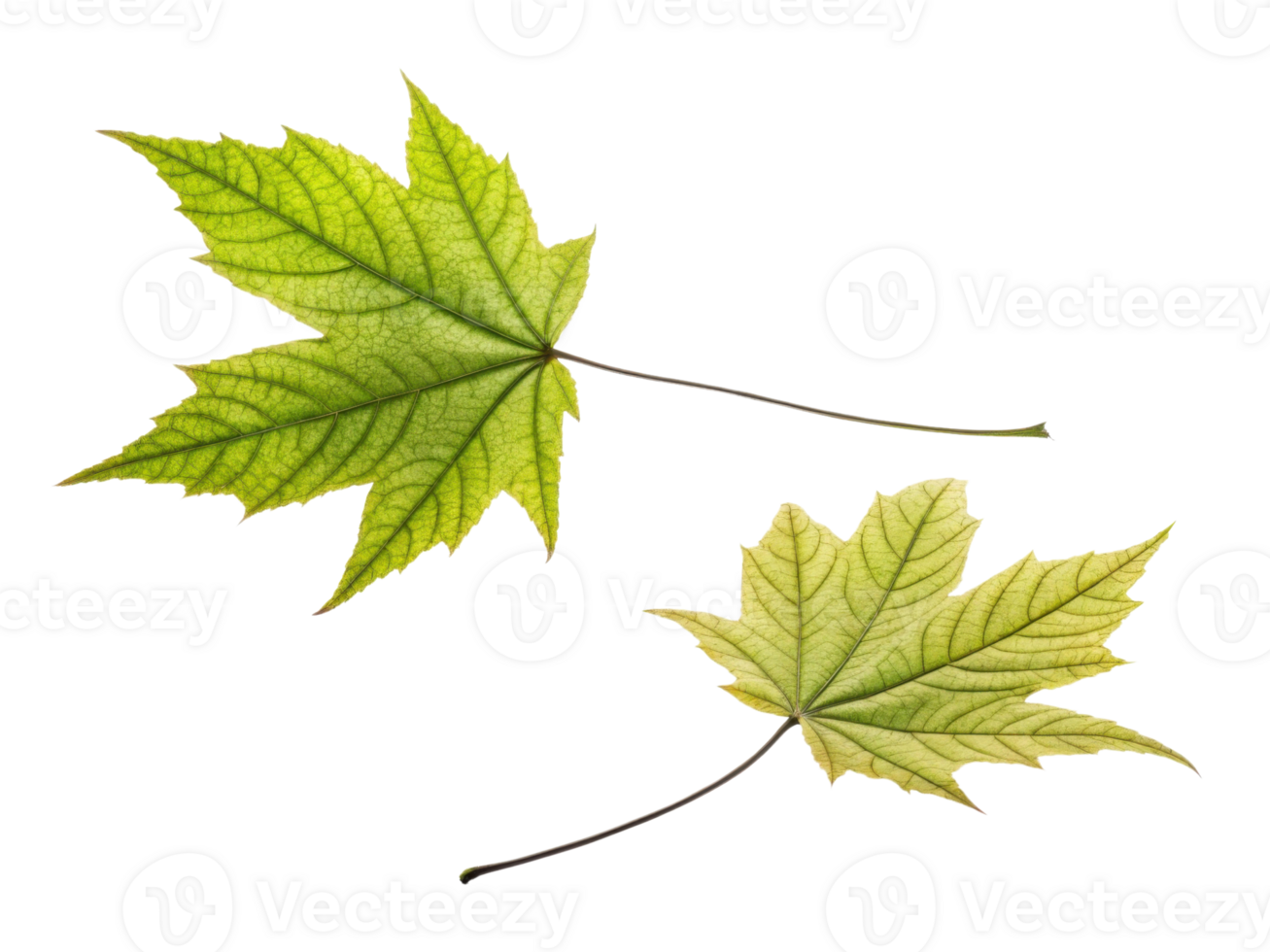 Fresh green leaves with intricate veins and textures, showcasing nature beauty and detail. Perfect for botanical themes and designs png