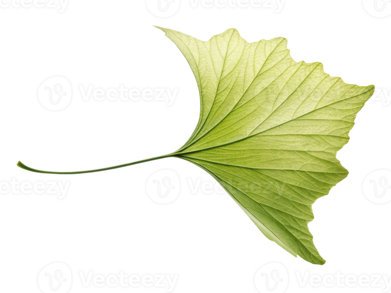 vibrant green leaf with unique shape, showcasing its intricate veins and texture, symbolizing nature beauty and freshness png