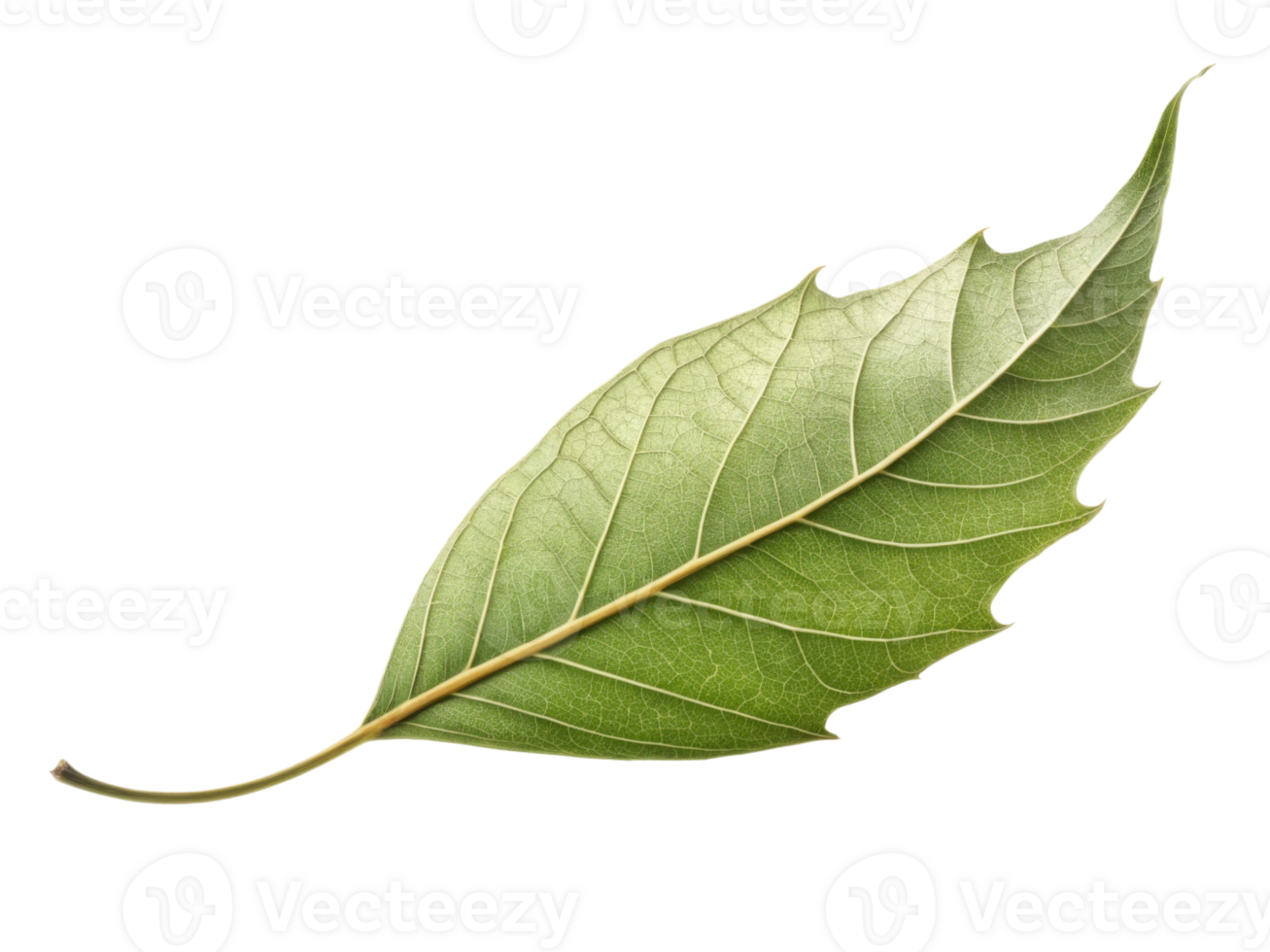 vibrant green leaf with smooth texture and prominent veins, showcasing its natural beauty and intricate details png