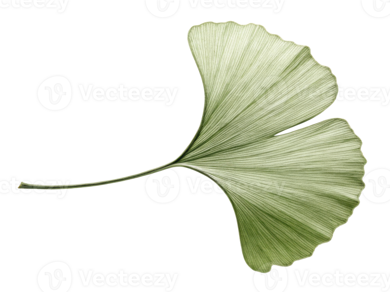 beautiful green ginkgo leaf with unique fan shape, showcasing its delicate veins and texture, perfect for nature lovers png
