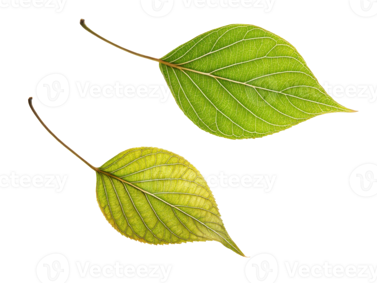 Fresh green leaves with intricate veins and vibrant color contrast, showcasing nature beauty and detail png