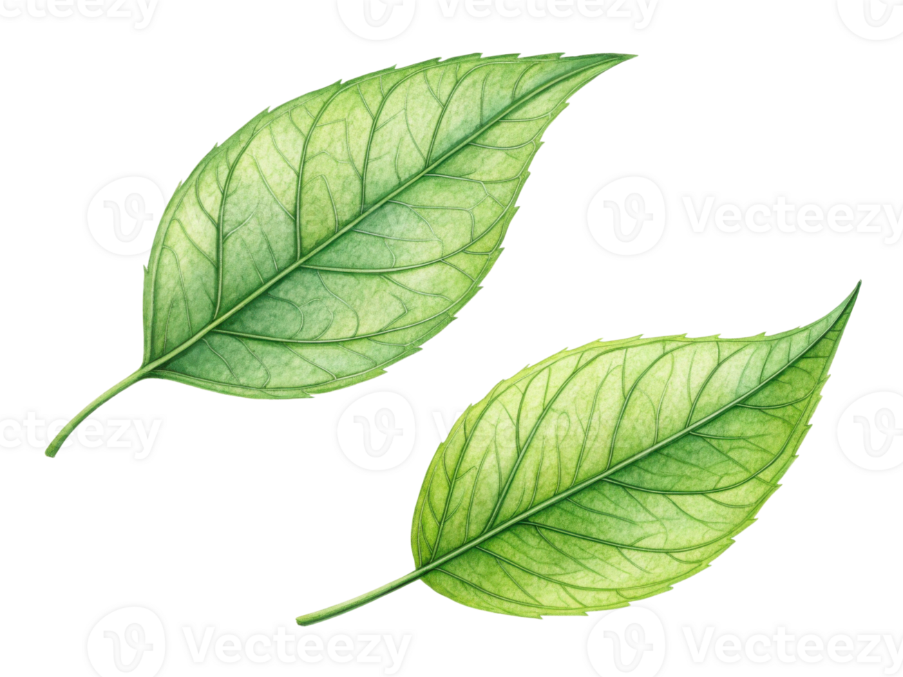 Two green leaves with detailed veins and natural appearance, symbolizing freshness and nature beauty png