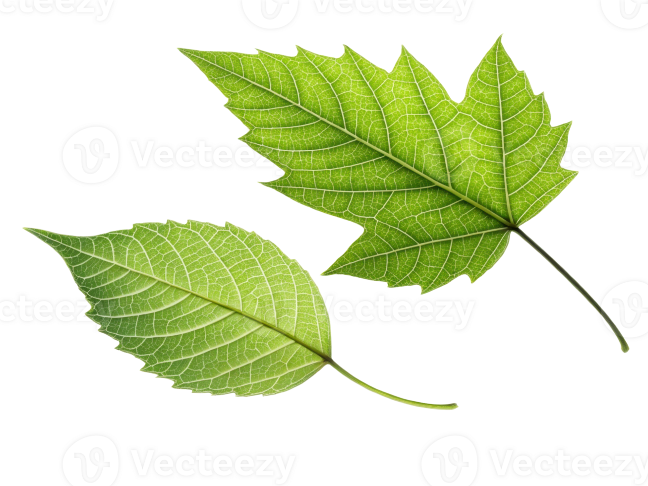 Two green leaves with intricate veins and textures, showcasing nature beauty and freshness png