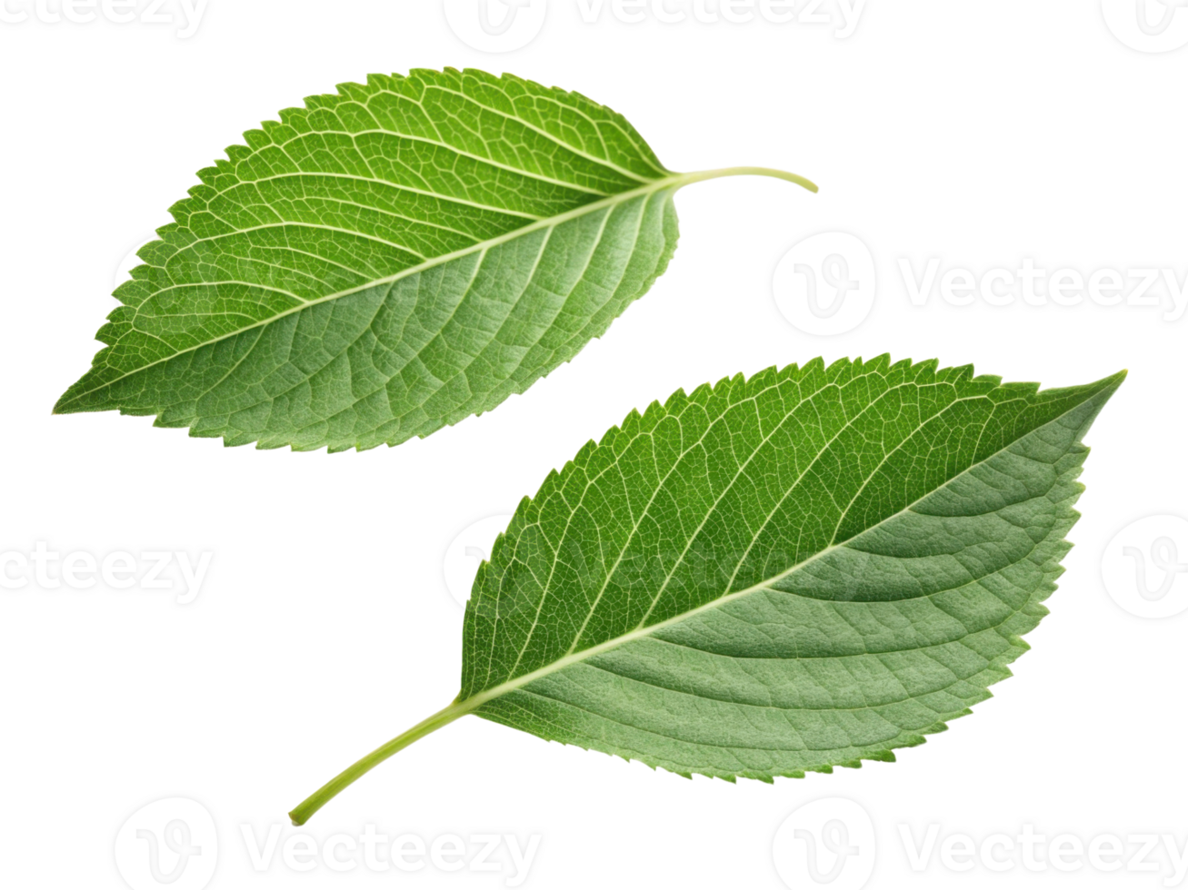 Two green leaves with detailed veins and fresh appearance, showcasing nature beauty and vitality png