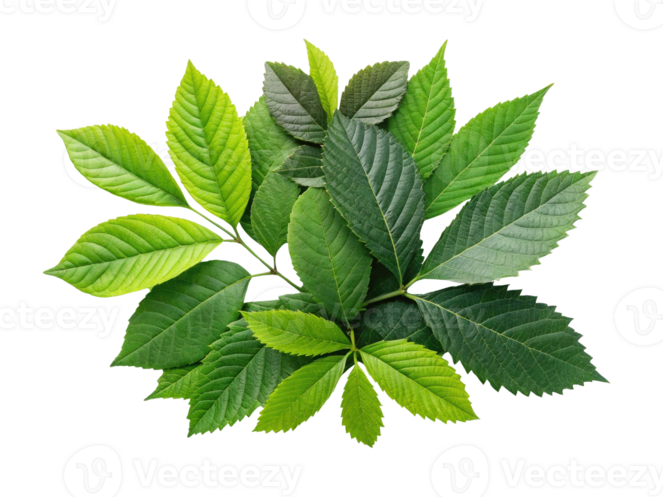 vibrant collection of green leaves showcasing various shapes and textures, perfect for nature themed designs png
