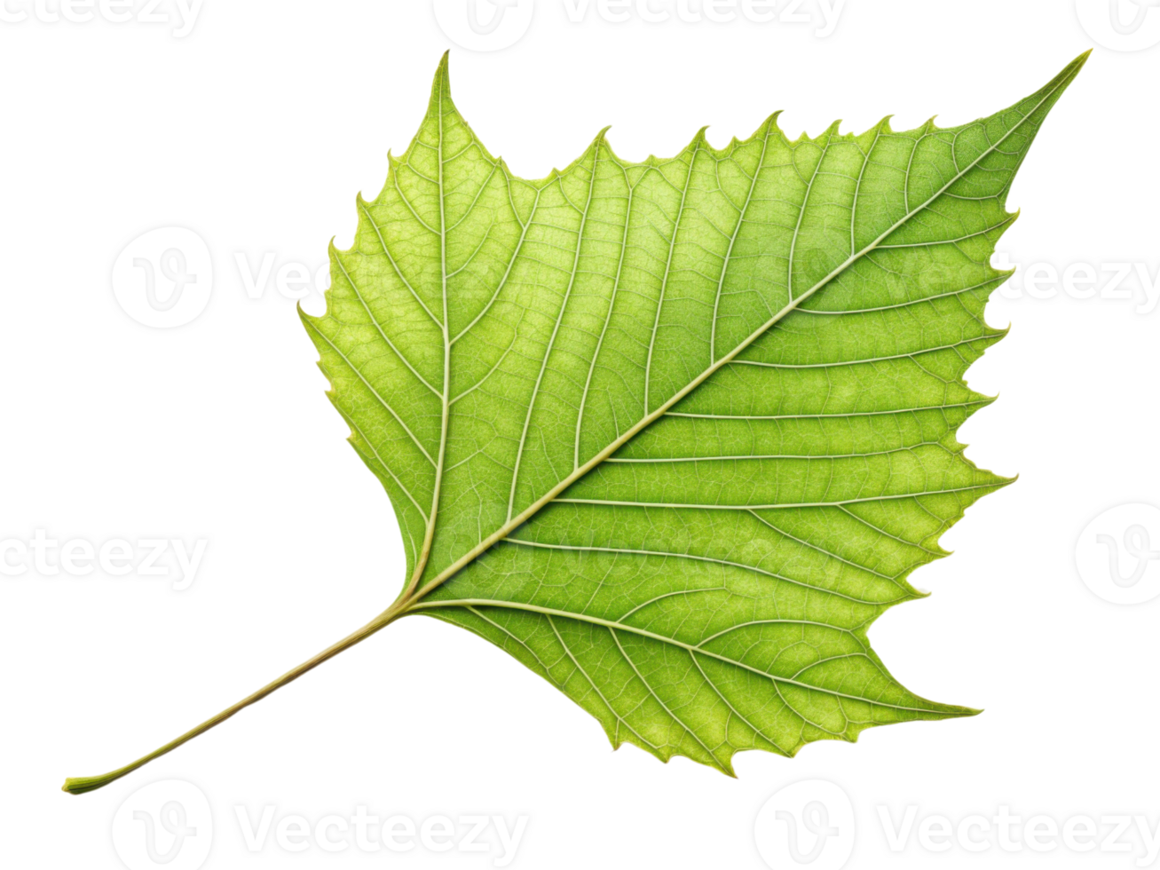 vibrant green leaf showcasing intricate veins and textured surface, symbolizing nature beauty and vitality png