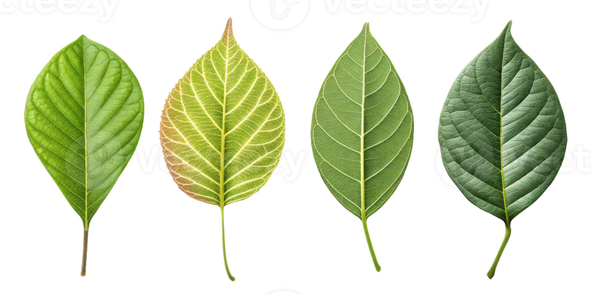 collection of four different leaves showcasing various shades of green and textures, symbolizing nature diversity and beauty png