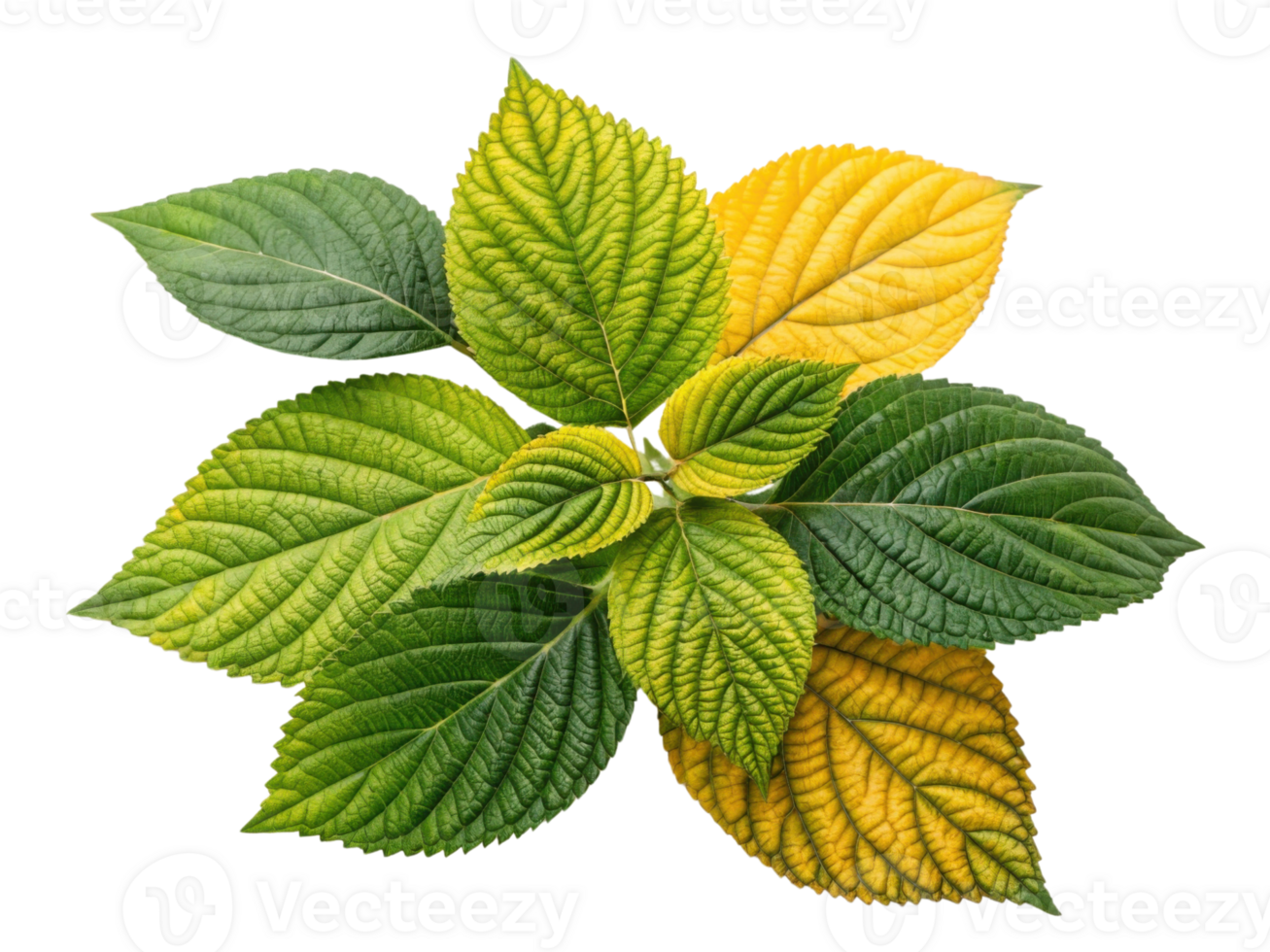 vibrant arrangement of green, yellow, and orange leaves showcasing beauty of nature and seasonal change png