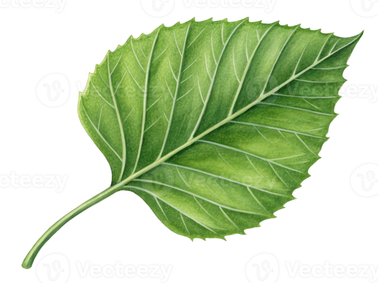 detailed illustration of green leaf showcasing its intricate veins and texture, evoking sense of nature beauty png