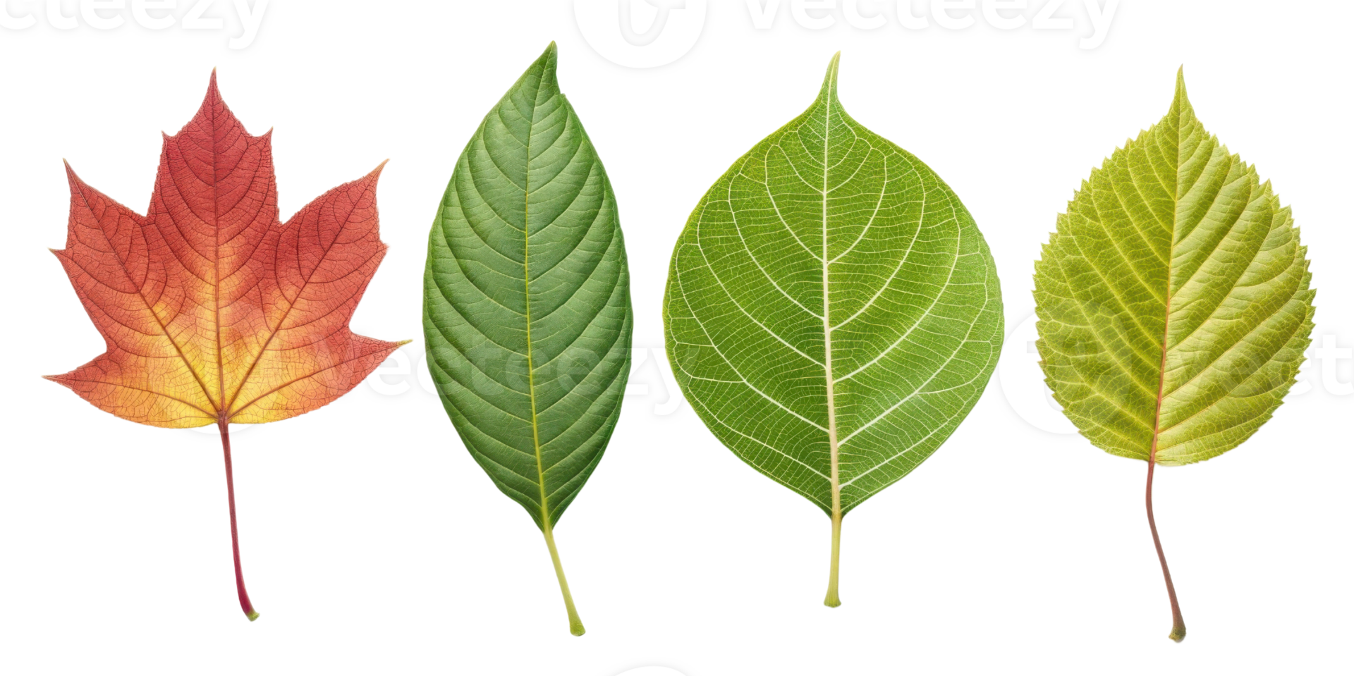collection of various leaves showcasing different colors and shapes, representing beauty of nature and seasonal changes png