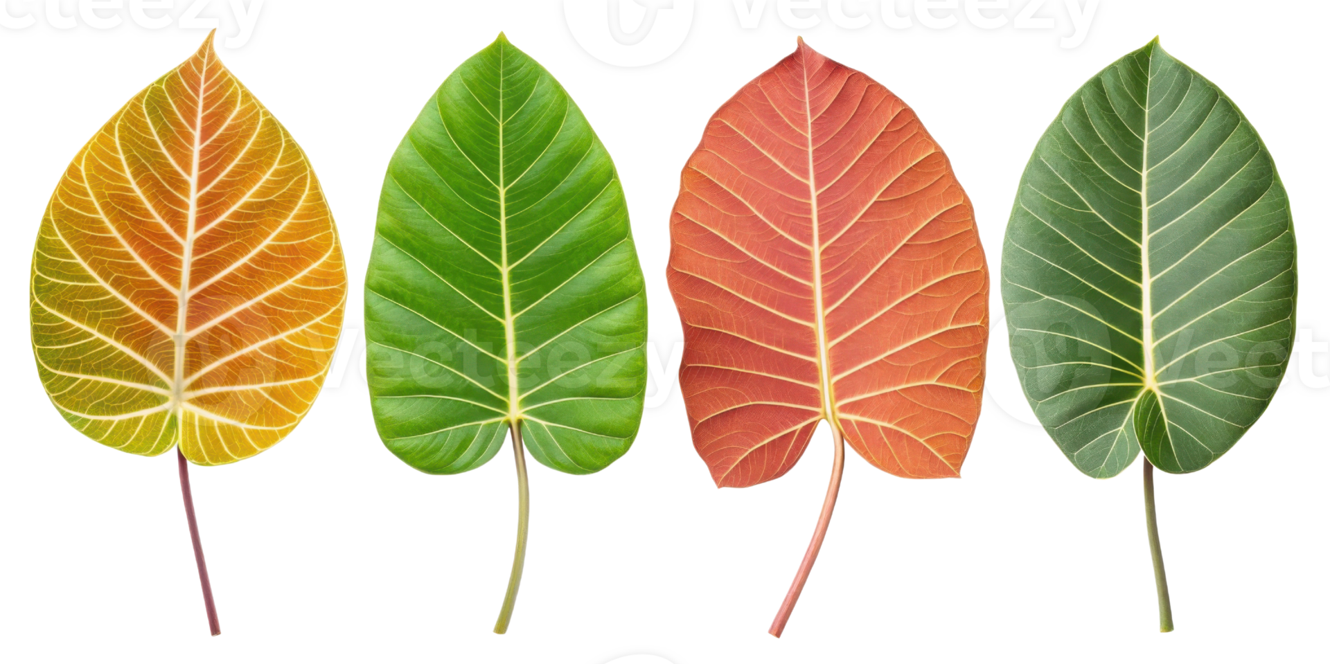 Colorful leaves in various shades of green, yellow, and red, showcasing beauty of nature transition png