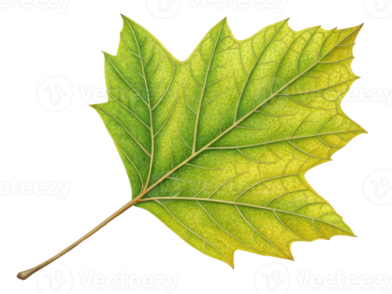 vibrant green and yellow maple leaf showcasing intricate veins and textures, symbolizing nature beauty and seasonal change png