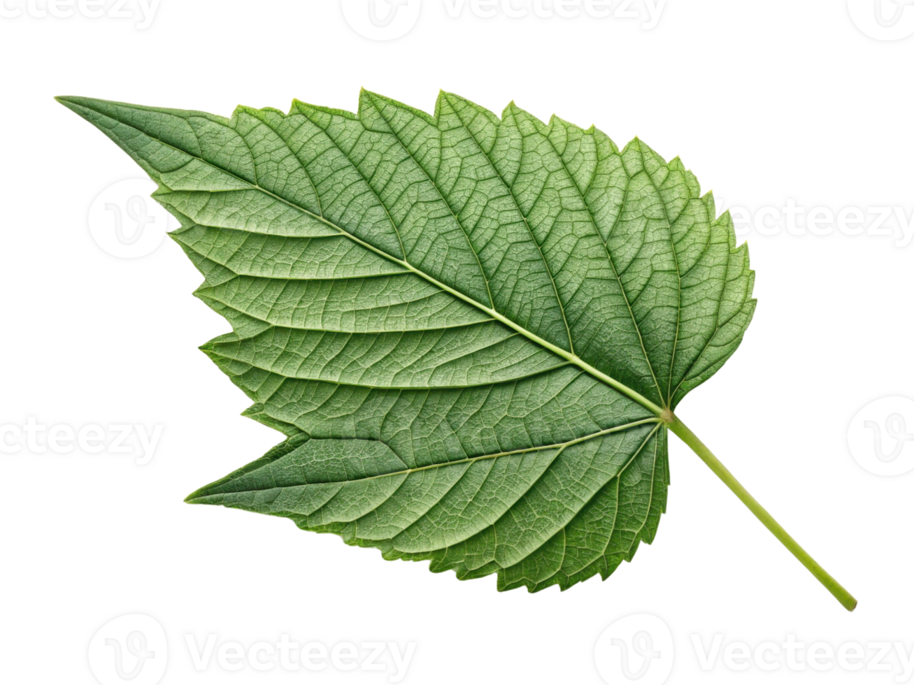 detailed green leaf with textured surface, showcasing its natural beauty and intricate veins. Perfect for nature themed designs png