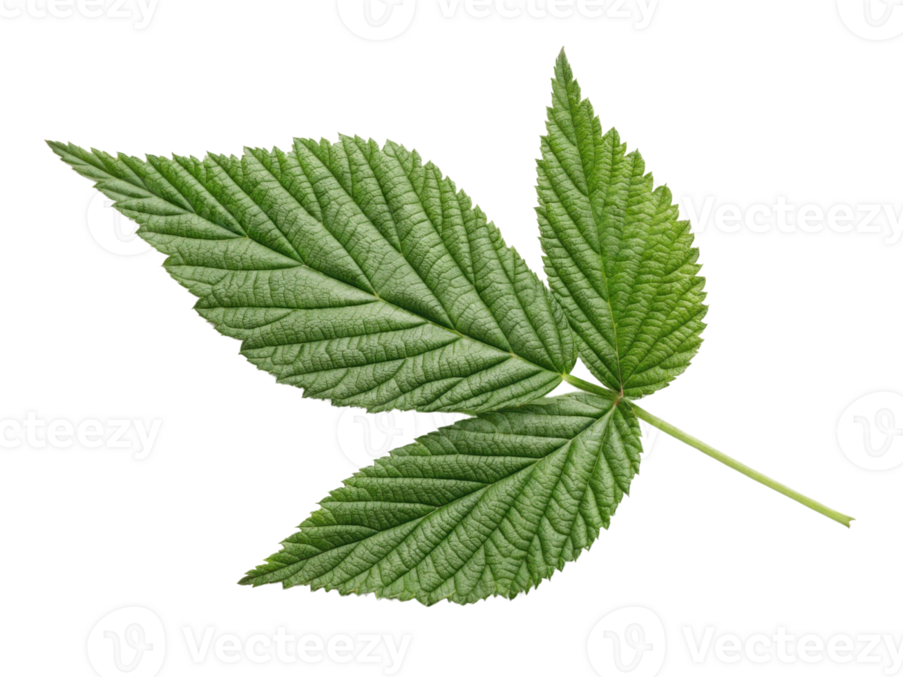 vibrant green leaf with detailed texture and multiple lobes, showcasing nature beauty and intricacy png