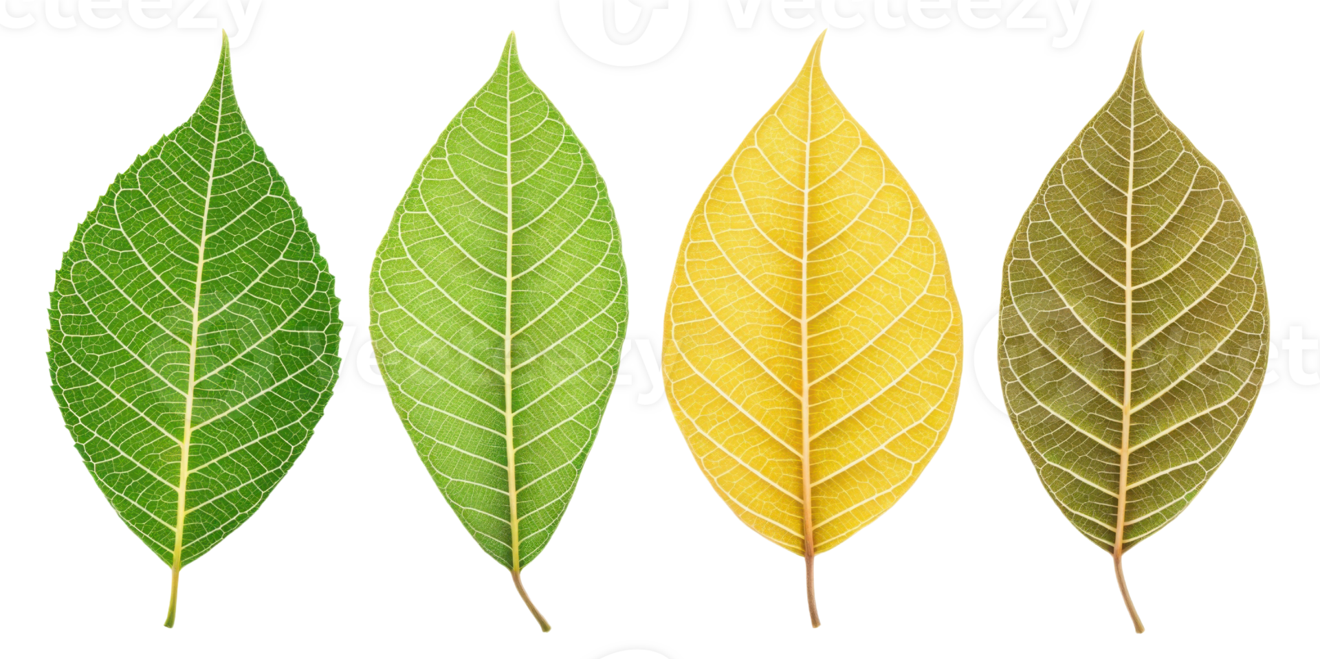 collection of four leaves showcasing different stages of color change from green to yellow and brown, symbolizing transition of seasons png
