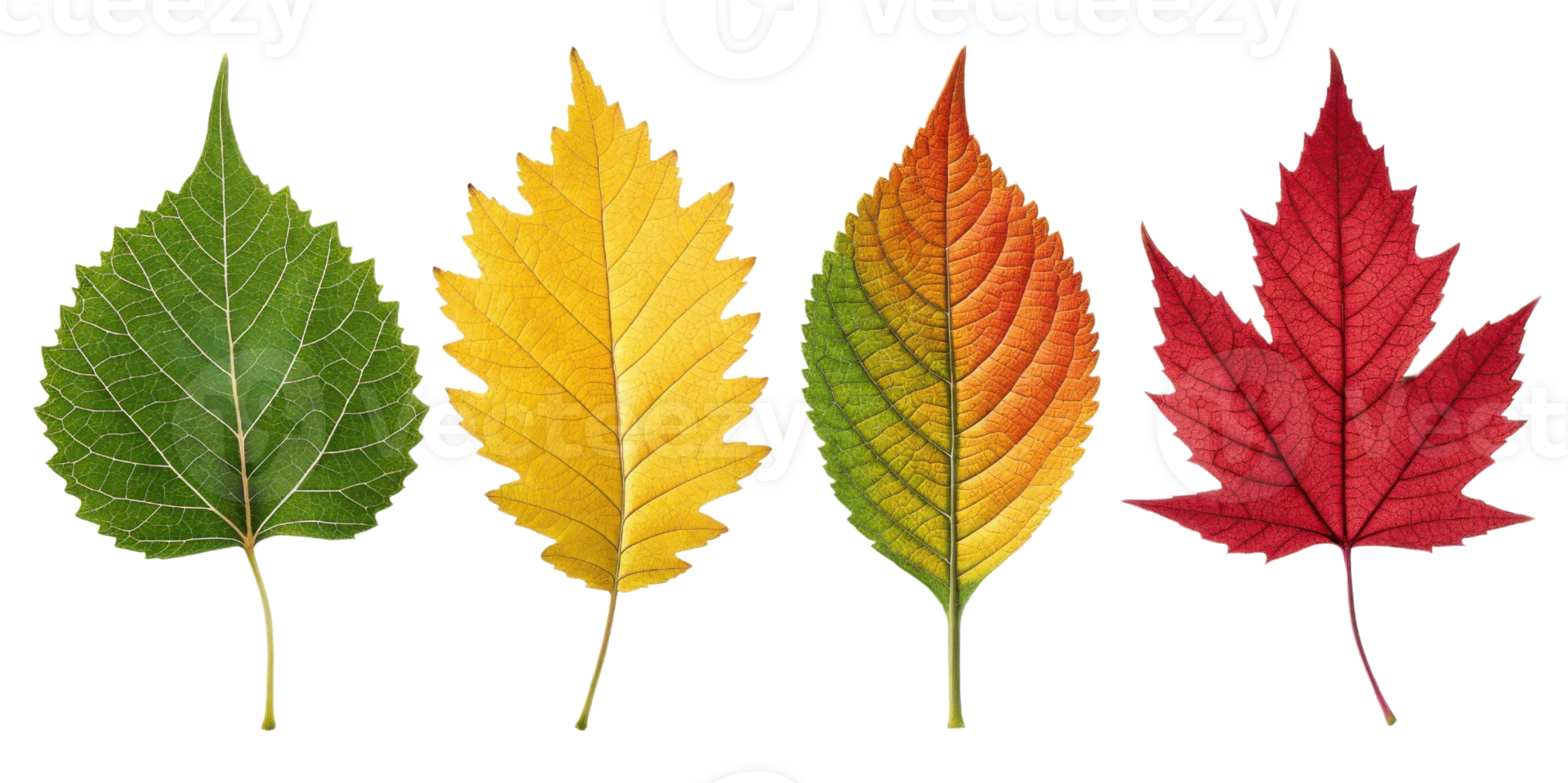 collection of vibrant leaves showcasing beauty of nature in various colors, including green, yellow, orange, and red png