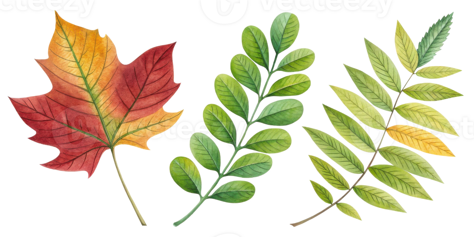 Colorful autumn leaves in various shapes and sizes, showcasing vibrant hues of red, green, and yellow, perfect for seasonal decor png
