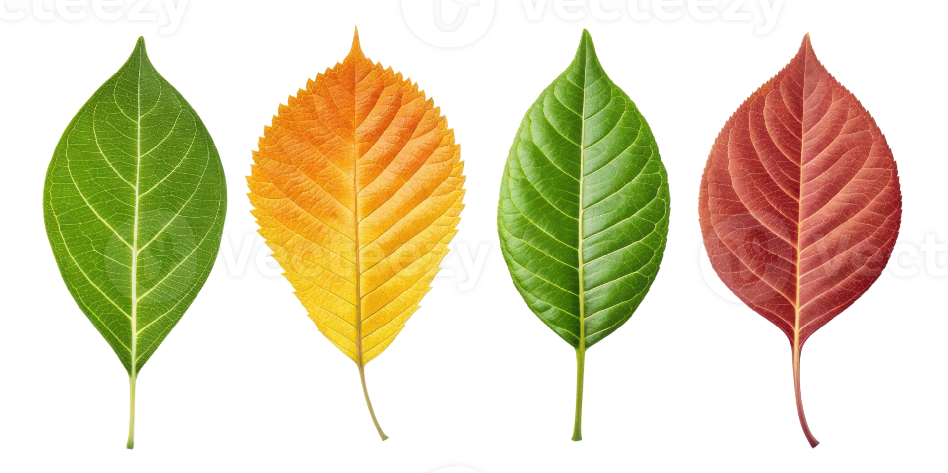 collection of leaves in various colors, showcasing beauty of nature and seasonal change png