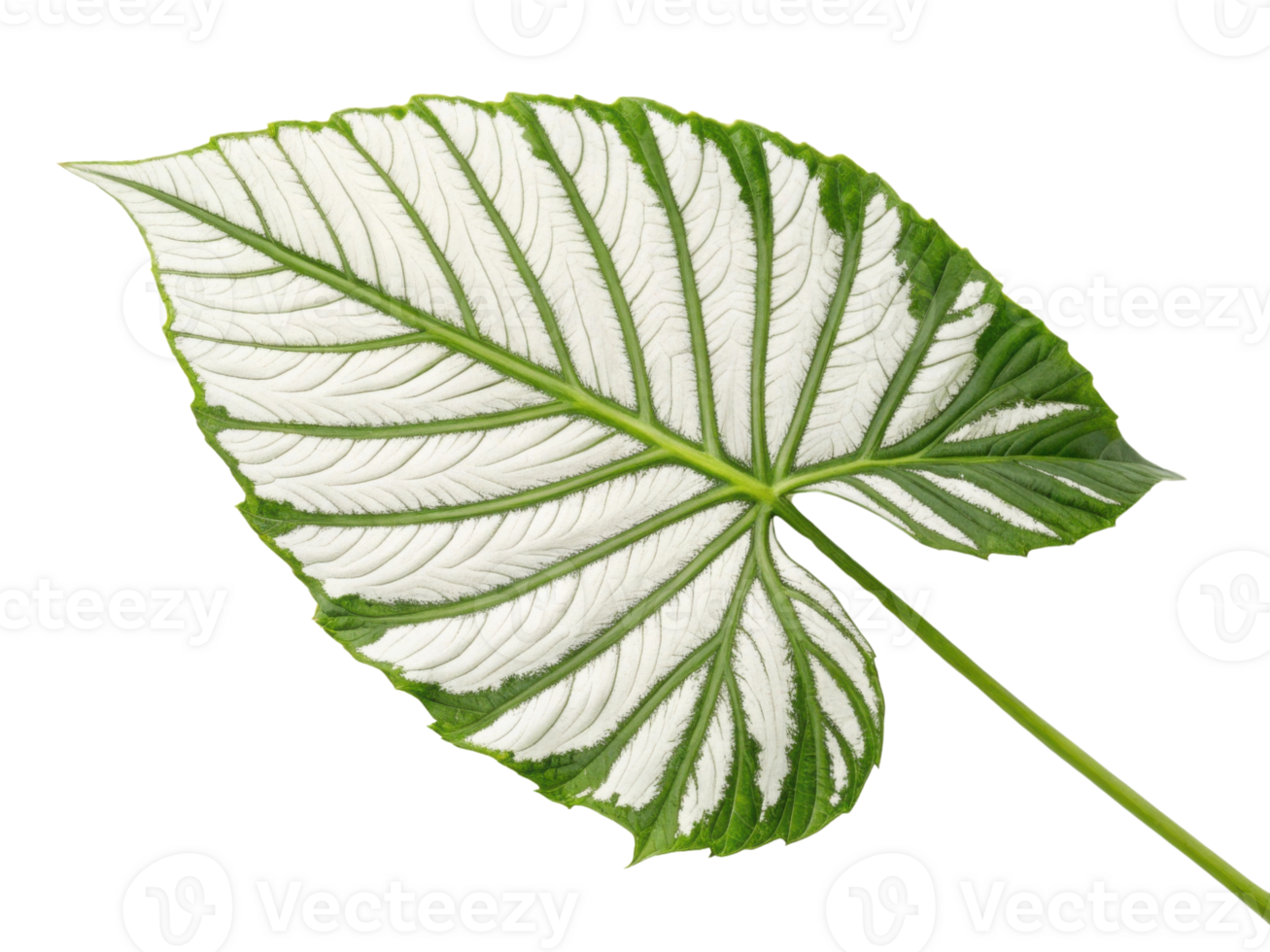 large, vibrant green leaf with intricate white veins, showcasing its natural beauty and unique texture png