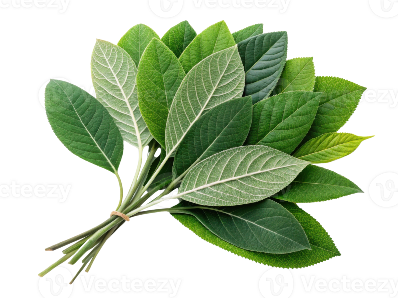 Fresh green leaves in various shades and textures, arranged in natural bouquet, evoke sense of vitality and nature beauty png