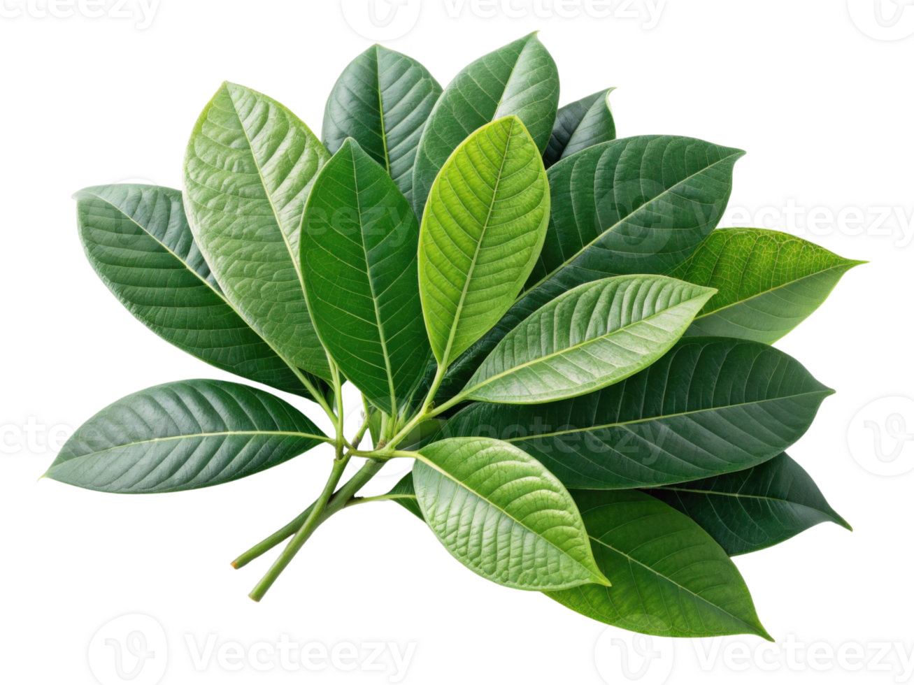 Fresh green leaves with varying shades and textures create vibrant natural display, perfect for enhancing any design or project png