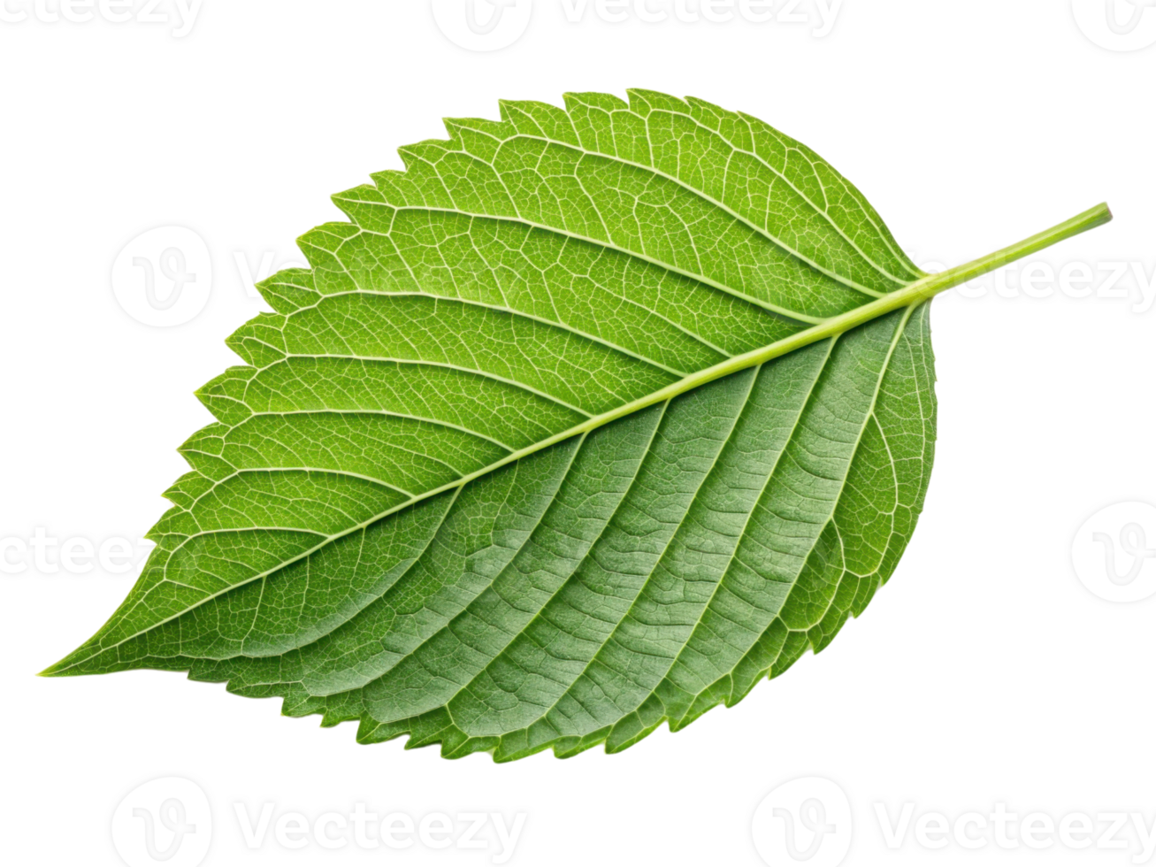 vibrant green leaf with intricate veins and textured surface, showcasing nature beauty and detail png