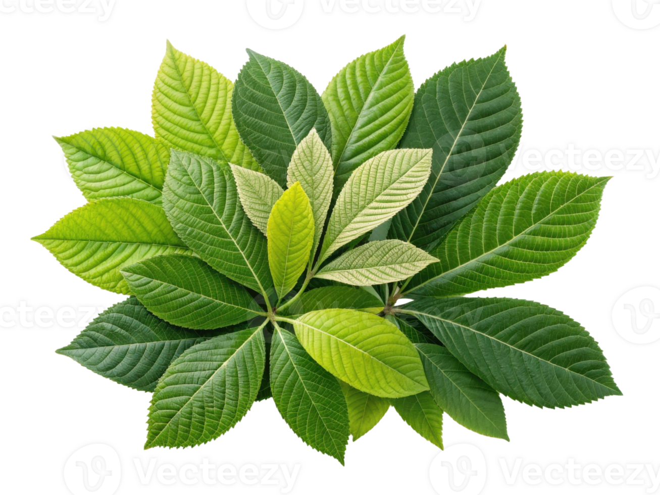 vibrant collection of various green leaves showcasing different shapes and textures, creating lush and natural feel png