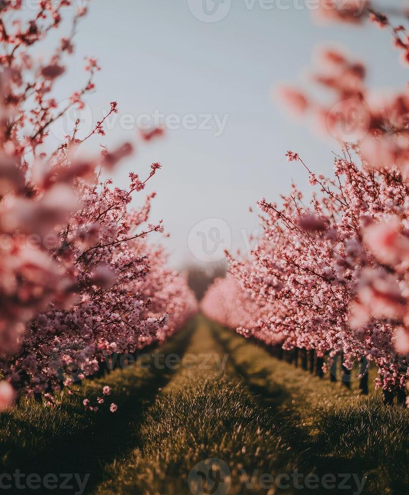 Blossom trees line the path in a spring orchard photo