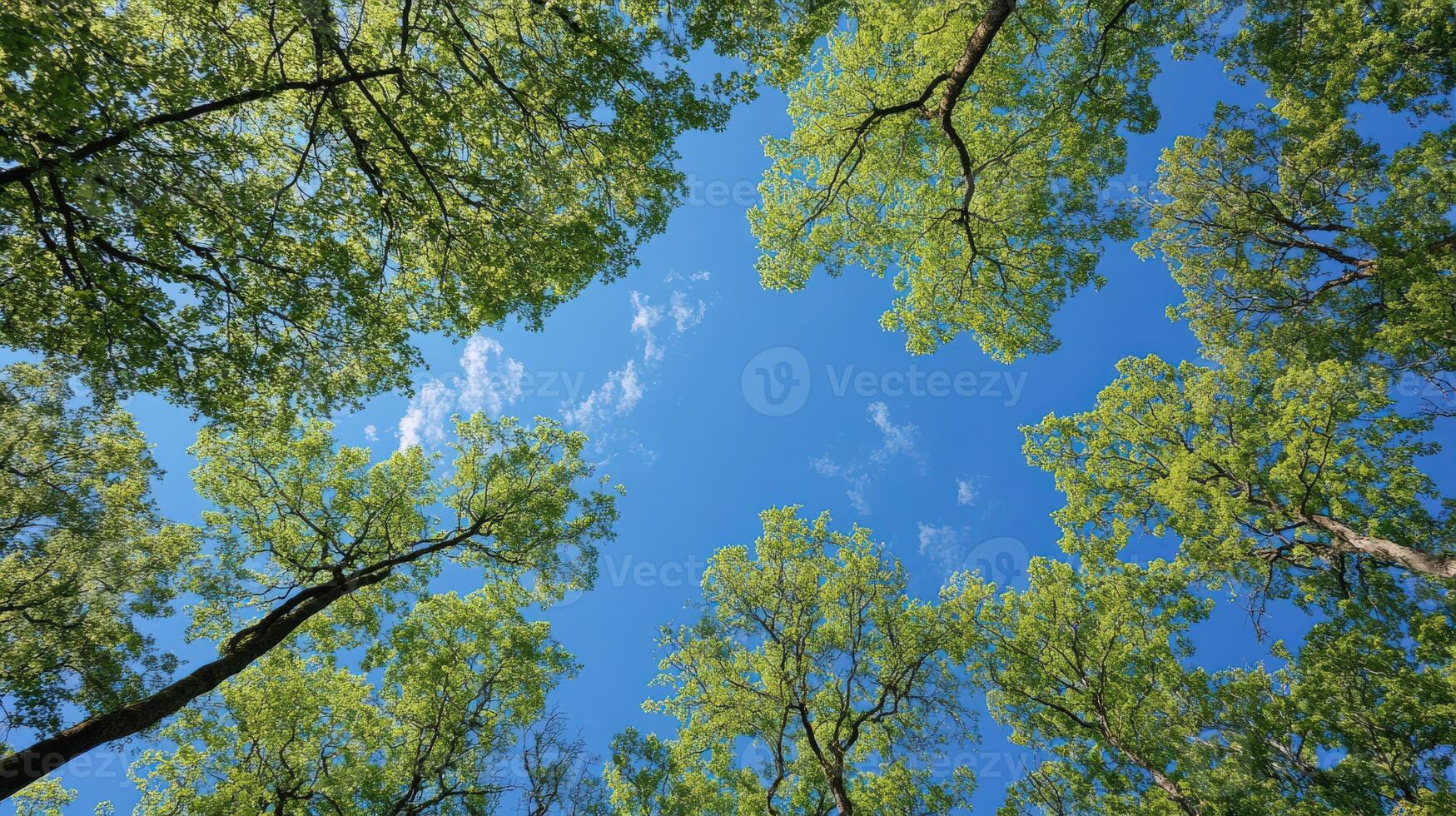 Nature view of green trees against a clear blue sky photo