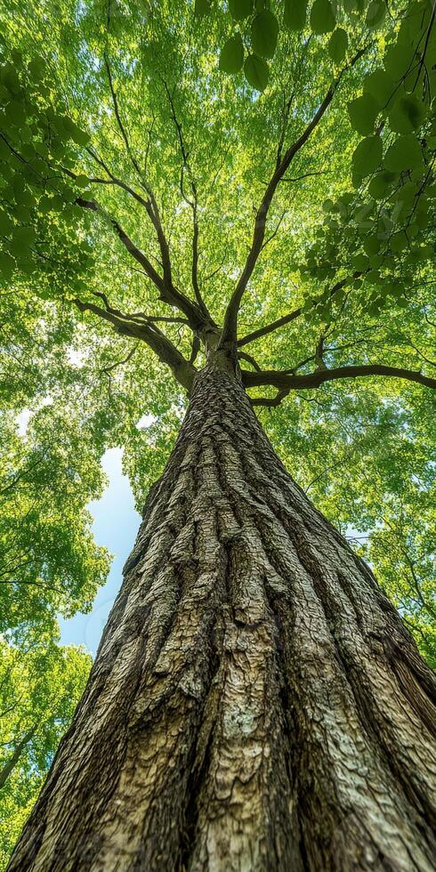 Towering tree reaches sunlight in vibrant forest canopy photo