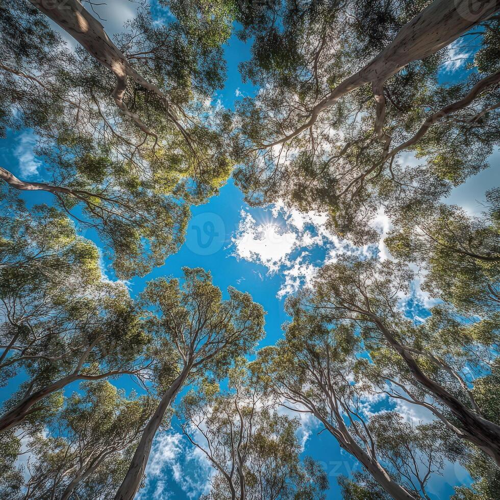 Looking up at vibrant eucalyptus trees in bright daylight photo
