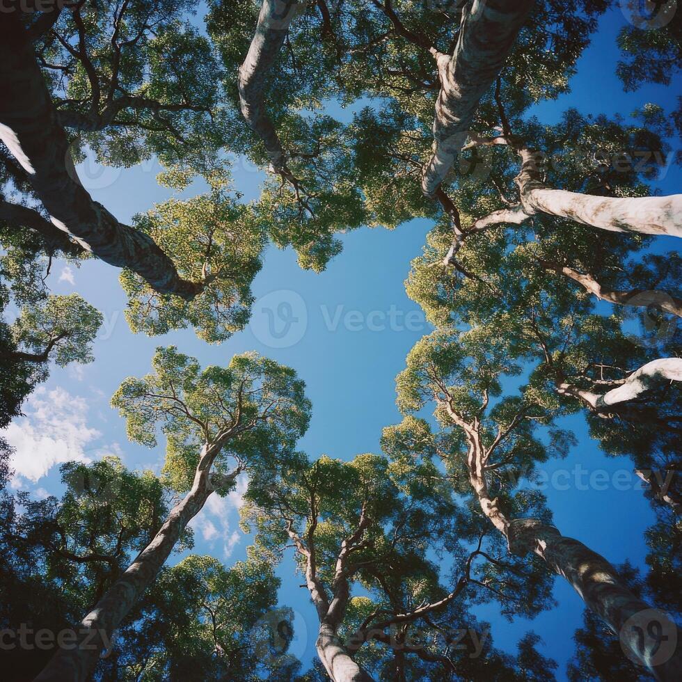 Looking up at tall trees under a clear blue sky photo